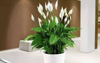 2.1 植物与摆件：注入活力与生机