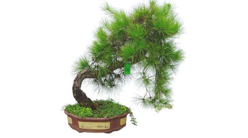 79年属羊的人适合养什么植物可以旺财？