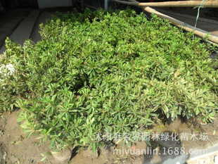 有没有好听顺口的绿化苗木公司名字推荐？