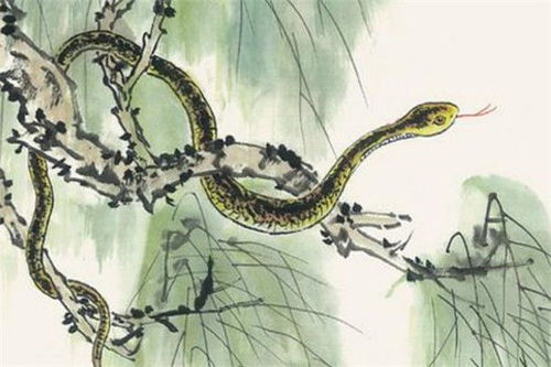 先说说这“属蛇”的讲究