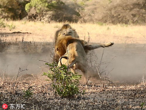 四转生肖是哪个？尘土飞扬地上转打一生肖是什么生肖的寓意？