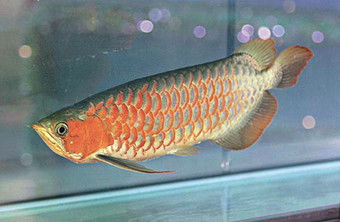 慈鲷风水与风水鱼有什么区别？