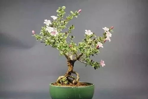 3. 枝叶分布与生较长势能