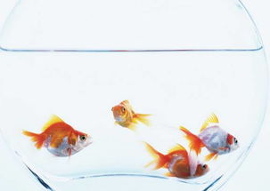 3.2 金色/白色象征财富积累；黑色/蓝色助力事业腾飞