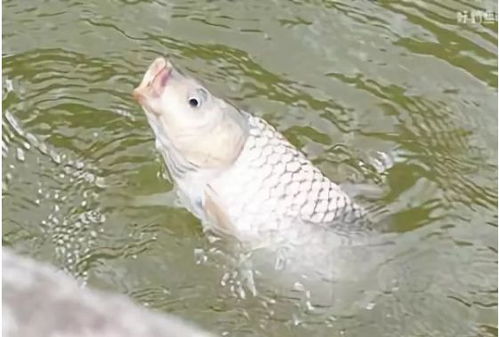 草魚與健康長壽