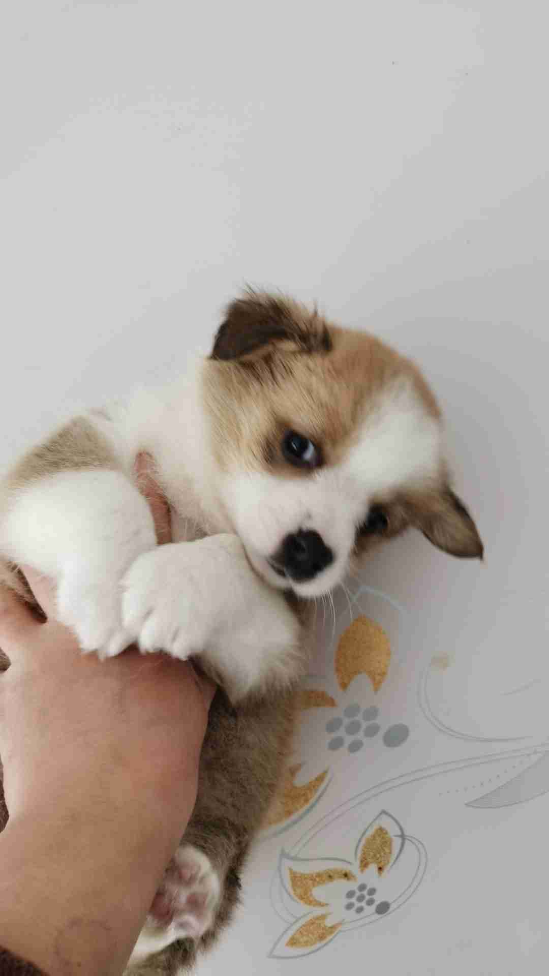 二、 古典文献中的“止基乃理”“结崇基之灵趾”及其解读