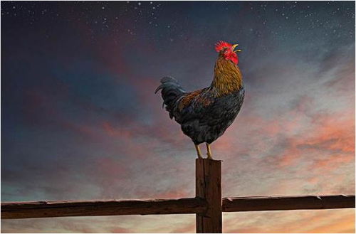 2026年属鸡的幸运色和禁忌色分别是什么，属鸡2026年最旺颜色有什么含义？