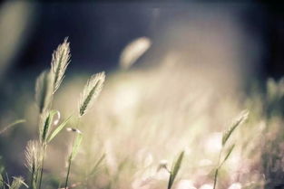 一、  元宵节：传统文化与民俗信仰的融合
