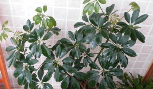 鸭掌花摆放在家中是否具有招财作用，对风水有何影响？