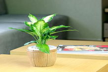 如何摆放万年青才能在风水上更佳？