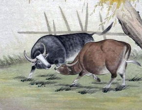 5几年的牛是哪一年出生的？