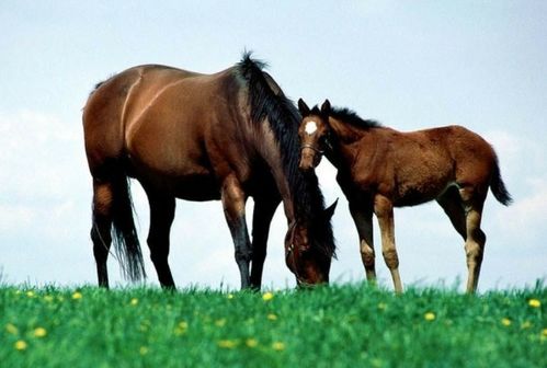 属马人2026年需警惕哪位人物，以及马的贵人是谁？