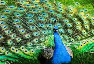 女人梦见孔雀开屏，这预示着什么好征兆呢？