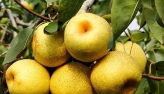 薄皮八字形梨是什么？褐色皮的是哪种梨？