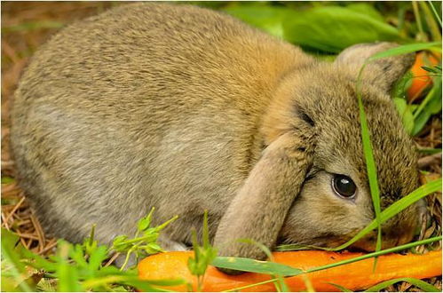 属兔妈妈生属狗宝宝财运如何？财运好坏有何特殊含义？