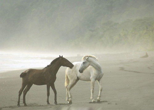 属马人的数字吉凶中，马的数字有哪些，你知道吗？