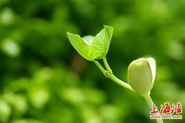 2. 植物: 生机勃勃