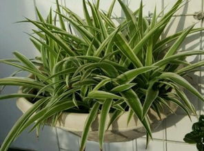 为什么说吊兰在家中摆放不吉利？