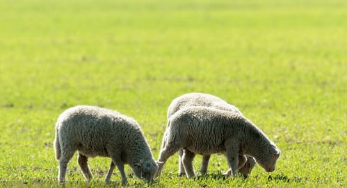 1967年属羊男性2026年婚姻状况及晚年运势如何？