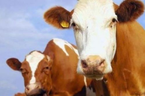 1973年属牛男性在2026年的运势如何？