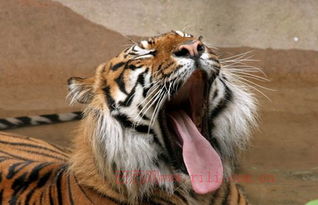 女属虎十月出生是什么命？惯与这个月份出生的属虎女性命运有何特点？