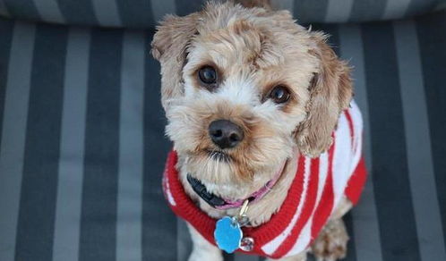 二、 直接上榜单——酷炫+贴切=黑狗专属名字集合