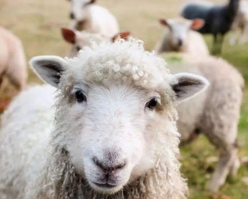 91年属羊女性在2026年会有哪些财运上的三喜？