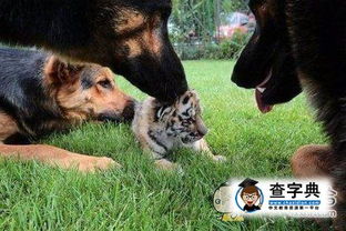 面相学说与“虎落平阳被犬欺”