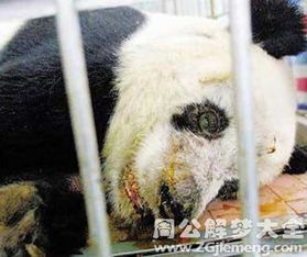 ：跨文化梦境研究的重要性