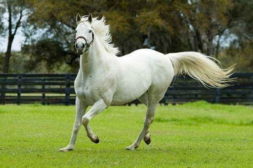 2026年属马开店选择吉日有什么讲究？