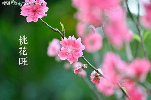 寅时（03:00-05:00）：黎明交替的坚韧与旺夫之运