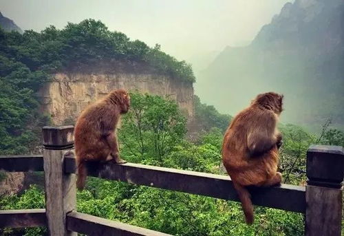 开场：被猴王“嫌弃”的喂食现场