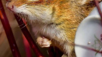 贼眉鼠眼指的是哪个生肖？这十二生肖中的特征代表是什么意思？