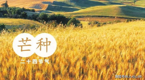 2026年属哪个生肖的人适合芒种后结婚吉日？