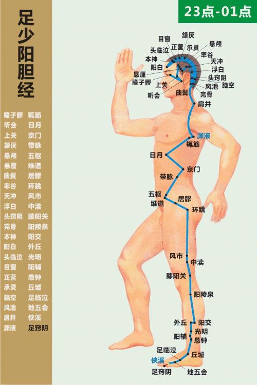 ：肝胆二经与寿命的关联性探讨