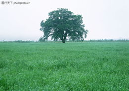 那个该死的绿草地又来了！
