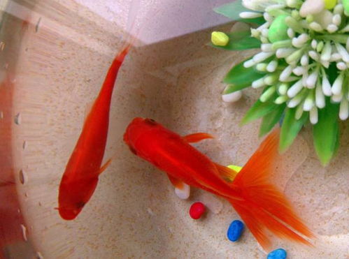 五、疾病防范与健康监测：早发现早处理机制