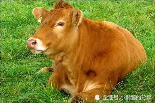 男牛女鼠婚姻中，聪明人施展的妙招究竟是怎样的？