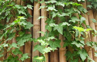 1. 光照条件与生长环境的优化