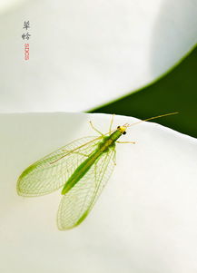 螳螂进家预示着什么风水吉凶？