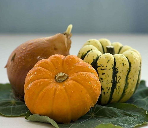 深层关联：家庭风水与南瓜种植之间的协同效应