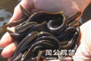 学生梦见泥鳅
