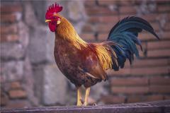 十二生肖鸡的婚姻配对，与哪些生肖最为匹配呢？