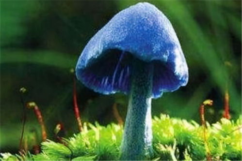 探究背景与目的