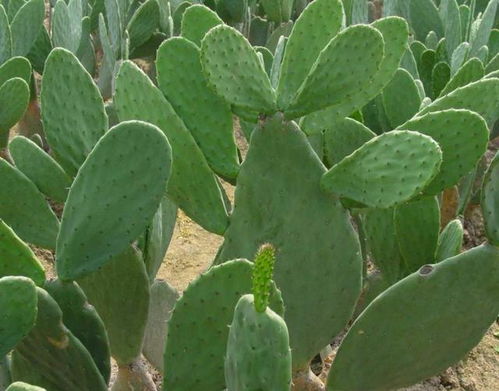 1．名称谐音及象征寓意导致的禁忌