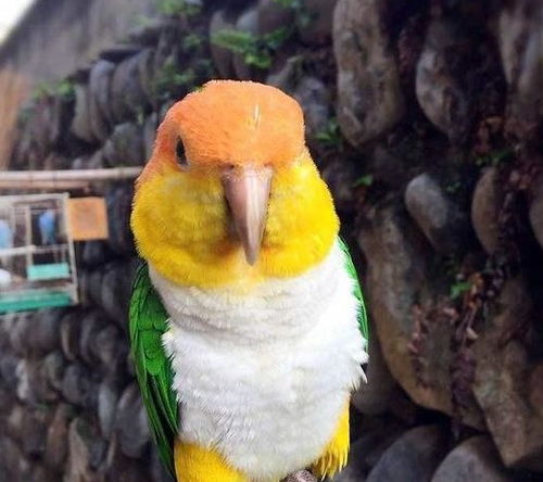 五、推荐猫咪般亲密伴侣——“推荐”系列鳞片（Recommended Parrots）
