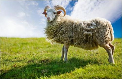 1979年属羊男性2026年全年运势如何？