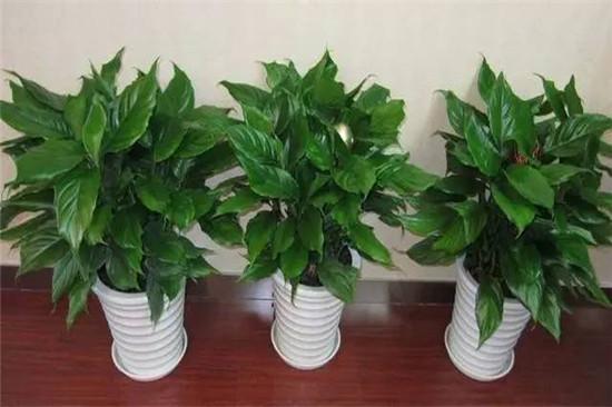 哪种好风水万年青品种和桃树品种最旺风水？