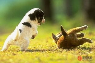 女属狗一生中会有几次婚姻？属狗女与属猪男婚姻是否和谐？