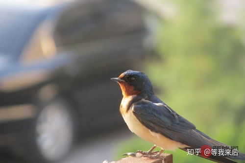燕子飞进屋风水学，燕子入屋风水图解是什么？